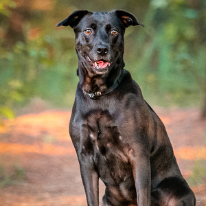 Maya the Foster Coach